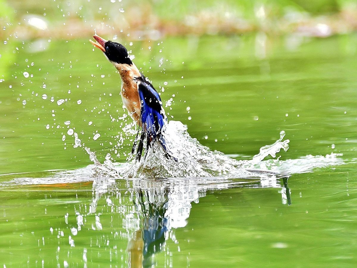 【视觉光影】 潍 坊 拍 鸟 （22）