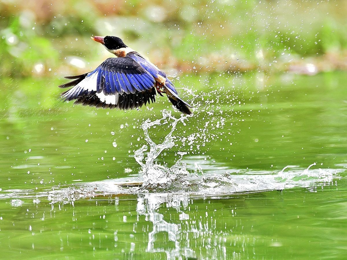 【视觉光影】 潍 坊 拍 鸟 （22）