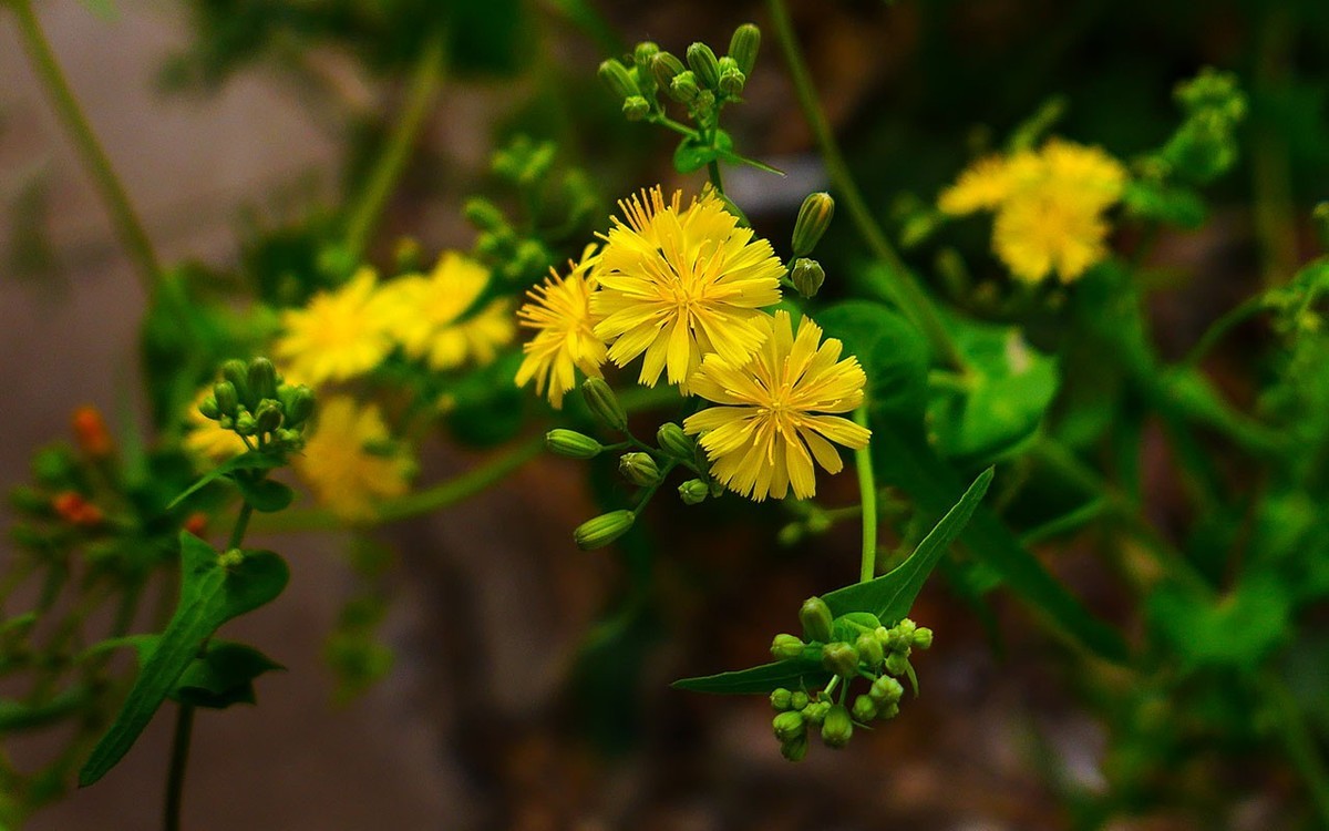 苦菜花开