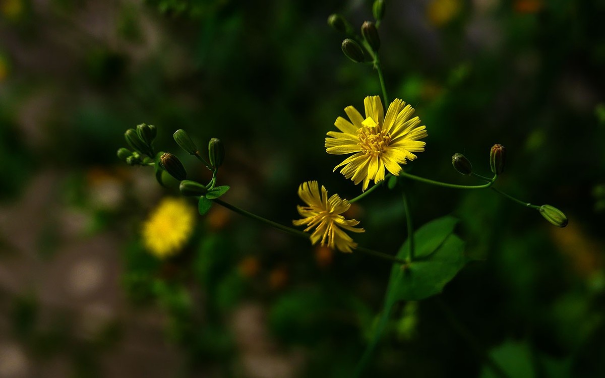 苦菜花开