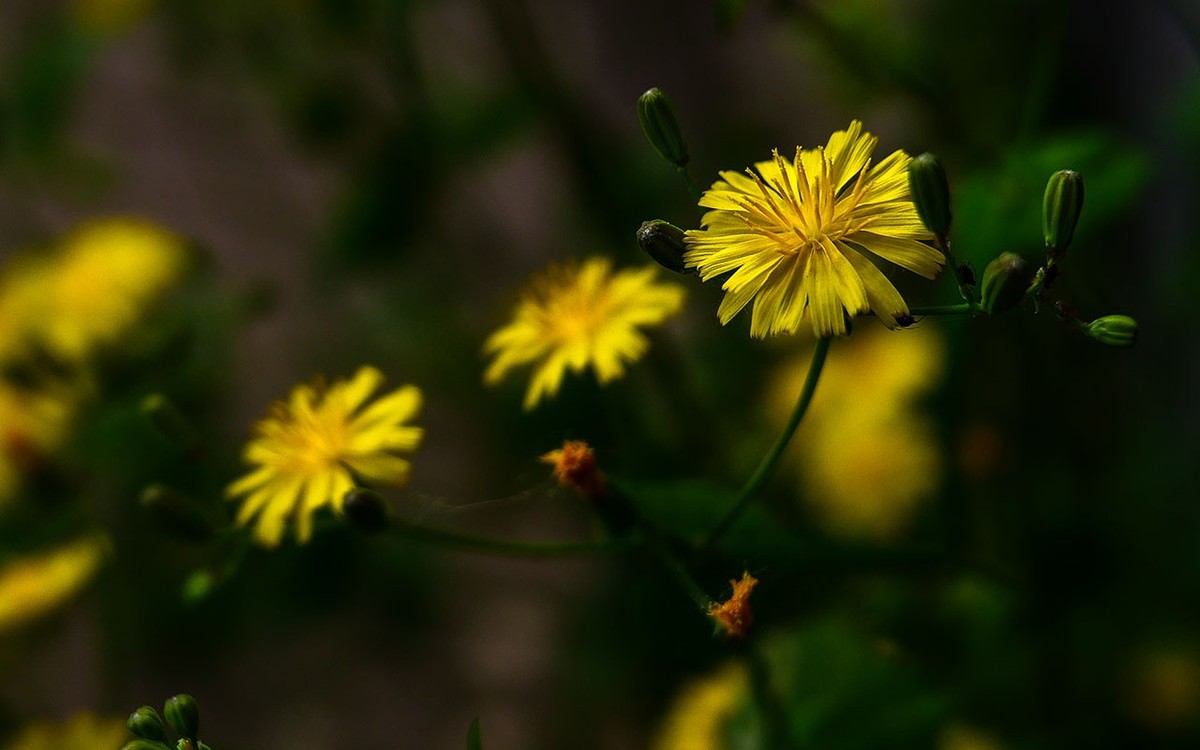 苦菜花开