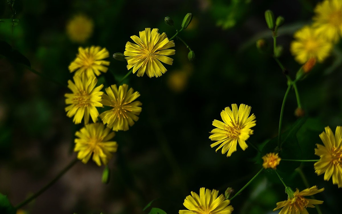 苦菜花开
