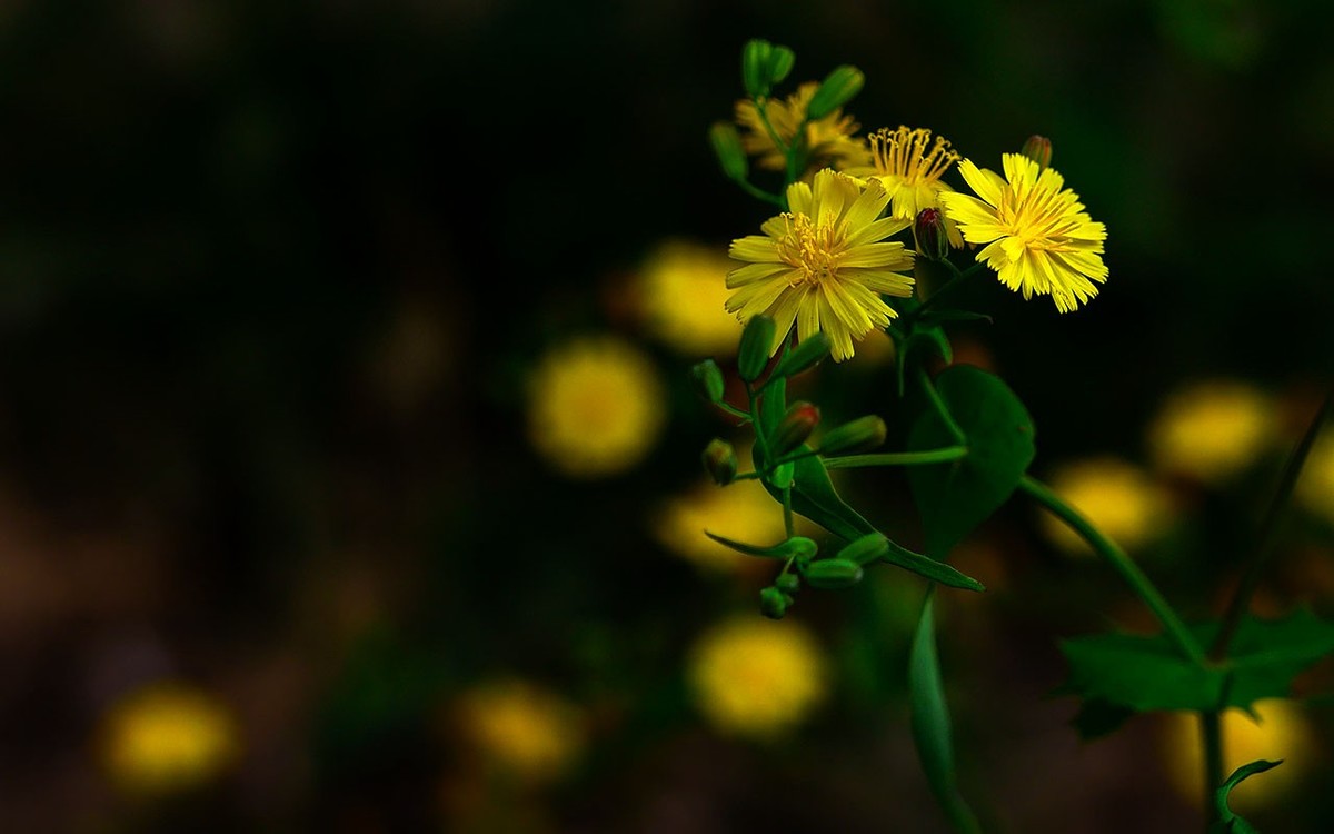 苦菜花开