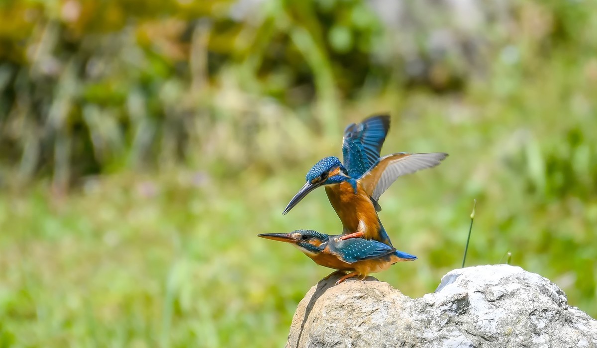 2022-04-09杭州植物园拍翠鸟