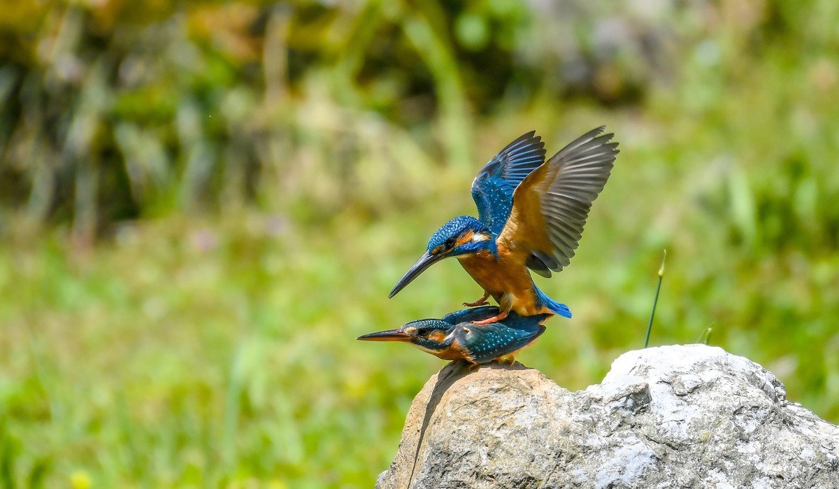 2022-04-09杭州植物园拍翠鸟