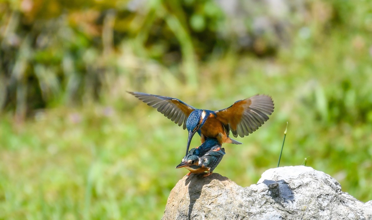 2022-04-09杭州植物园拍翠鸟