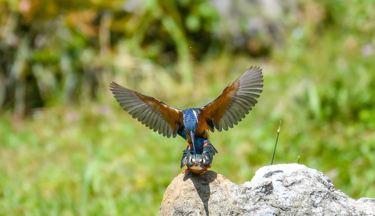 2022-04-09杭州植物园拍翠鸟
