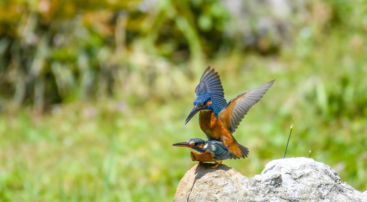 2022-04-09杭州植物园拍翠鸟