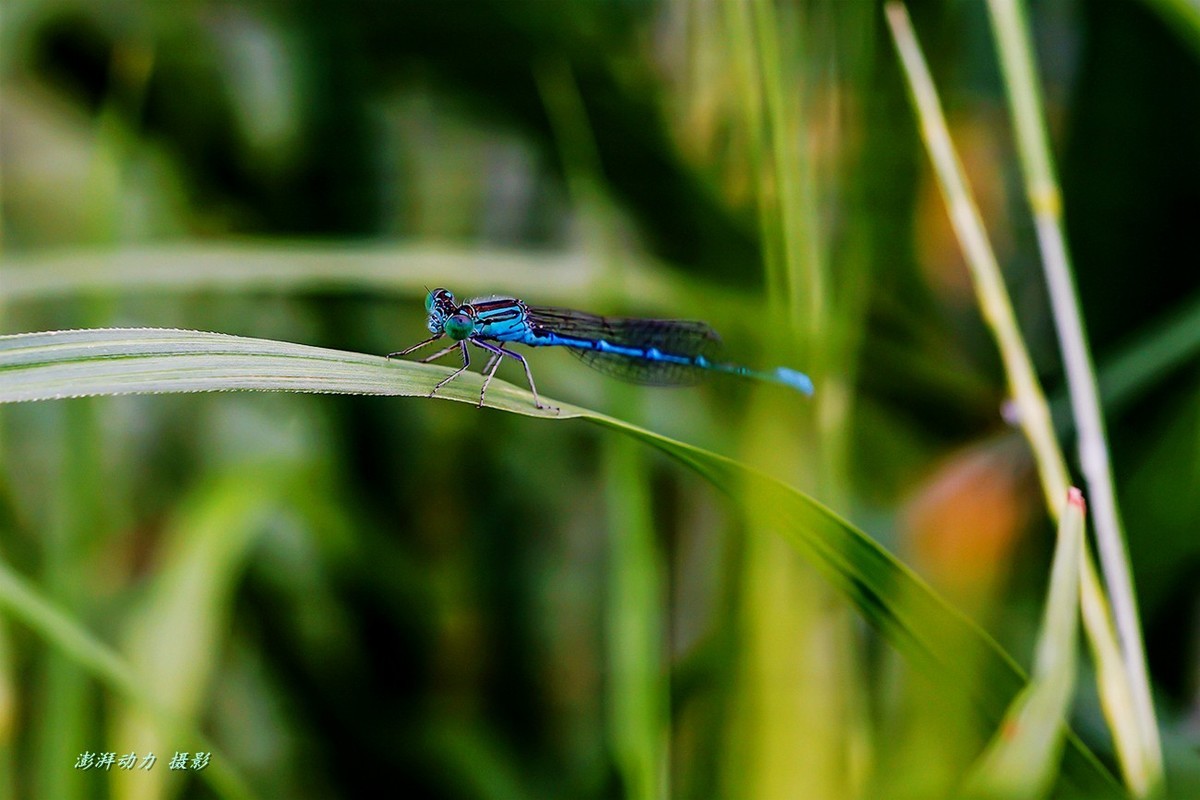 清晨圆明园寻找昆虫（老蛙60mm微距定焦）