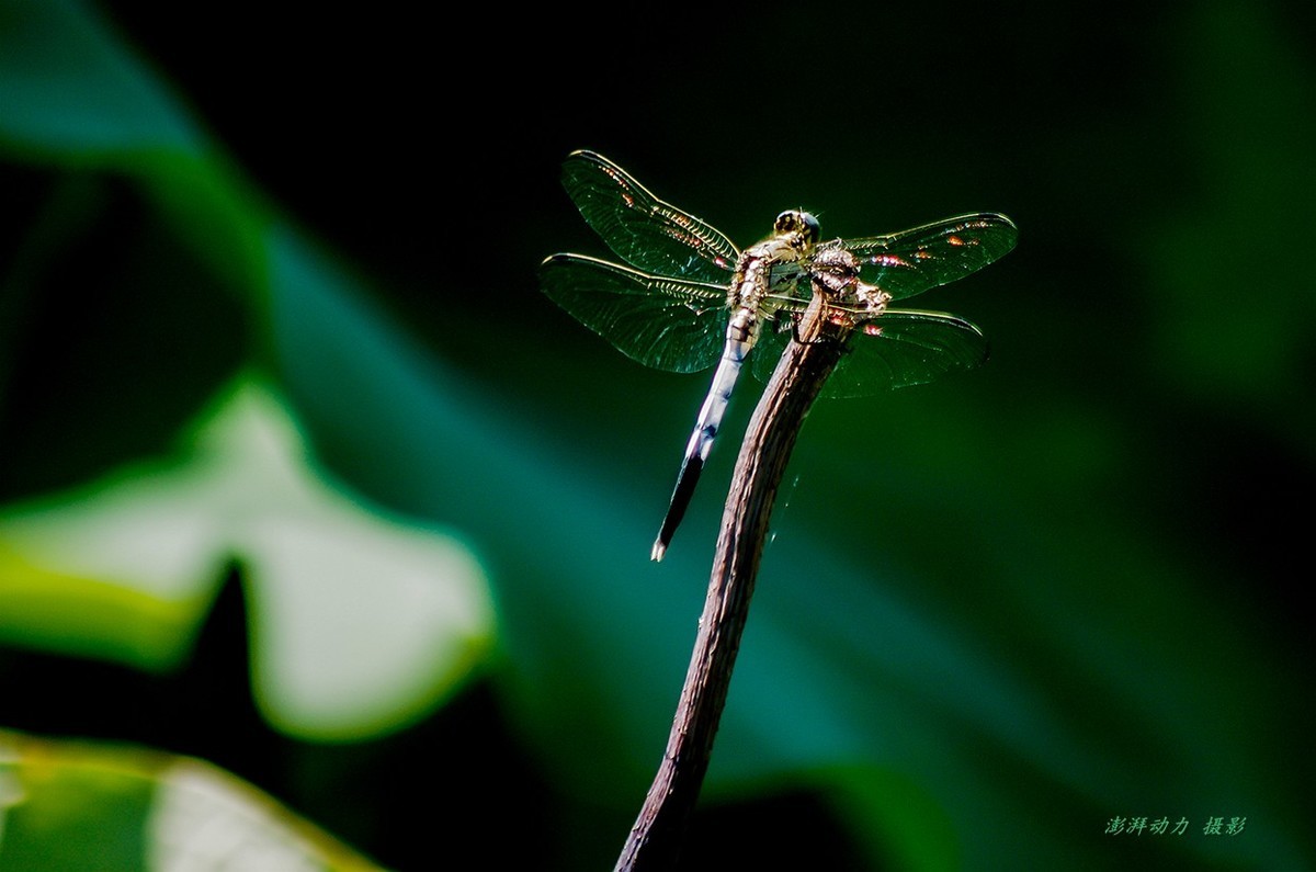 清晨圆明园寻找昆虫（老蛙60mm微距定焦）
