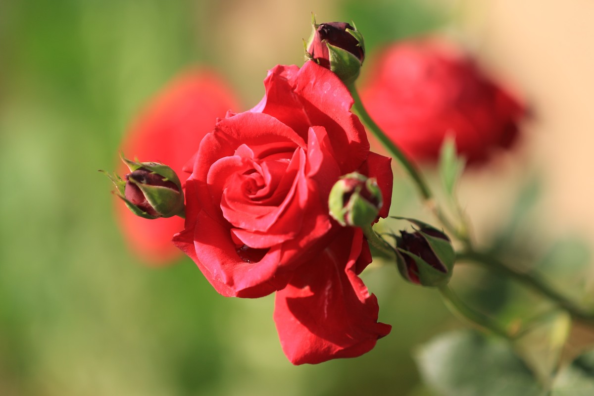花，花蕾