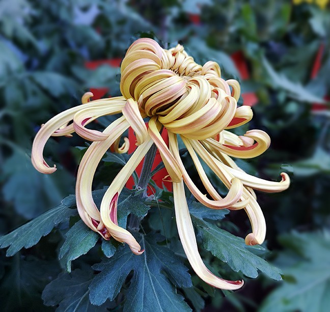 菊花名品录