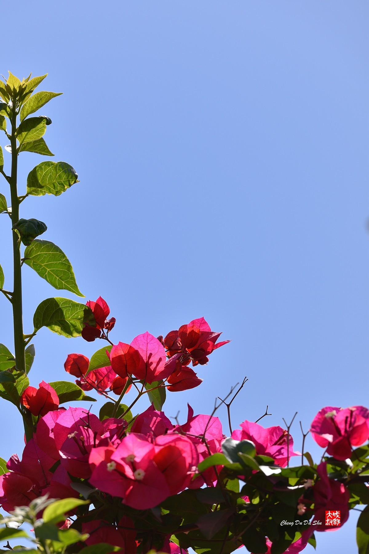 春拍三角梅（三）