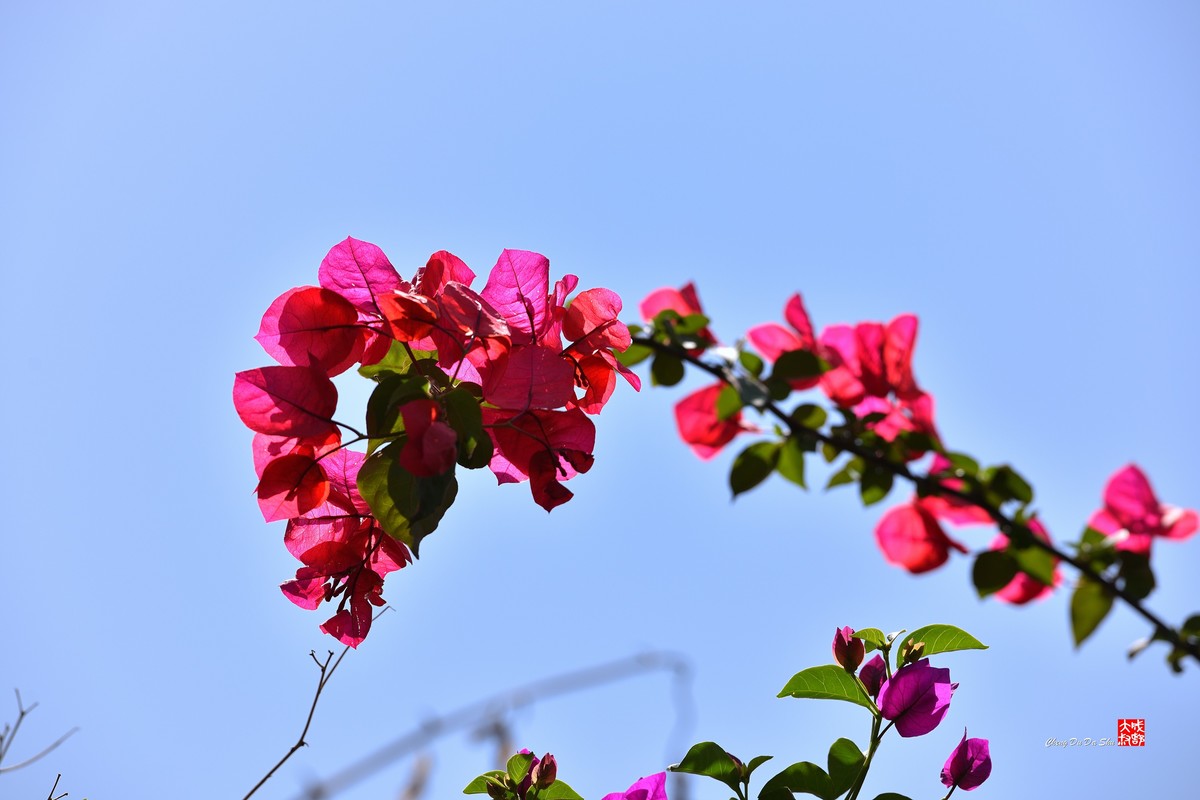 春拍三角梅（三）