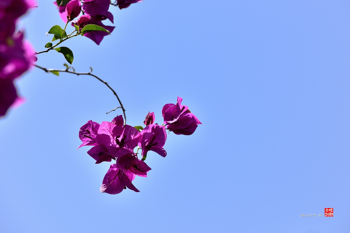 春拍三角梅（三）