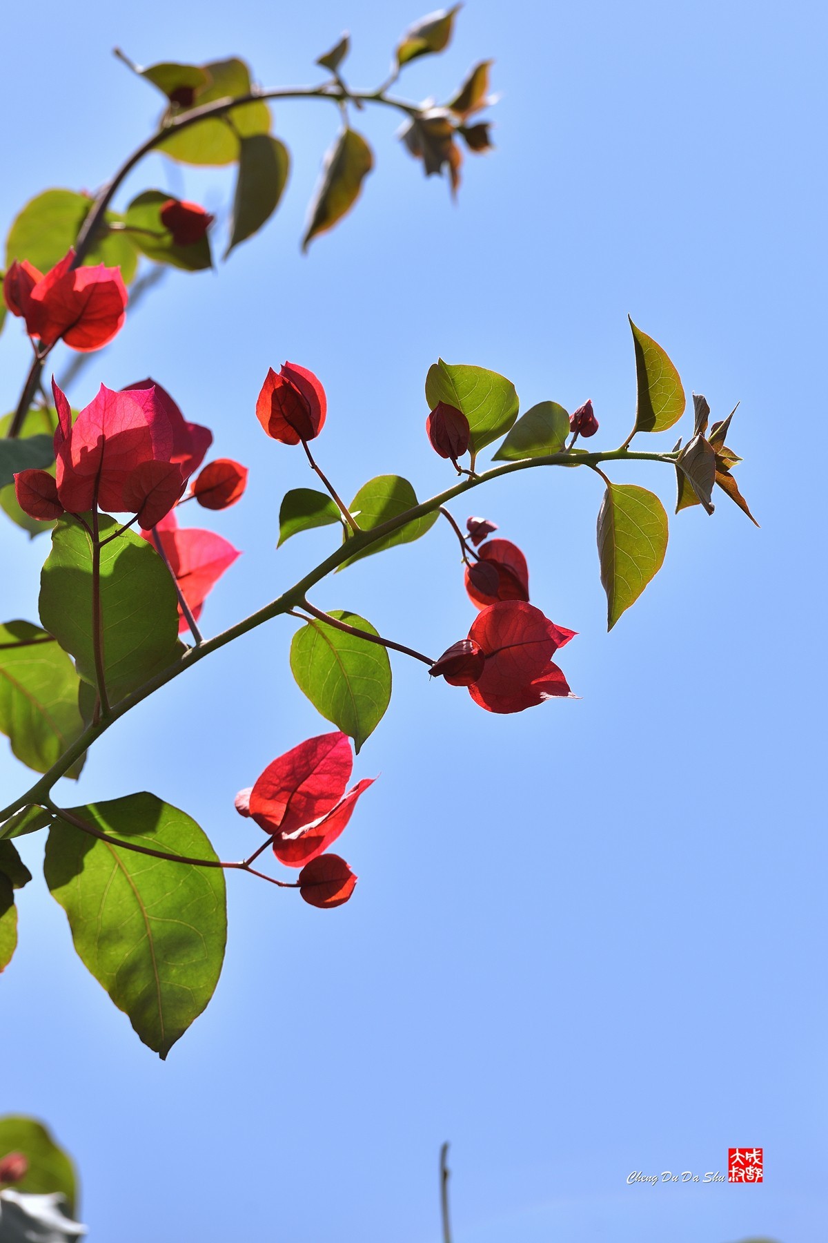 春拍三角梅（三）