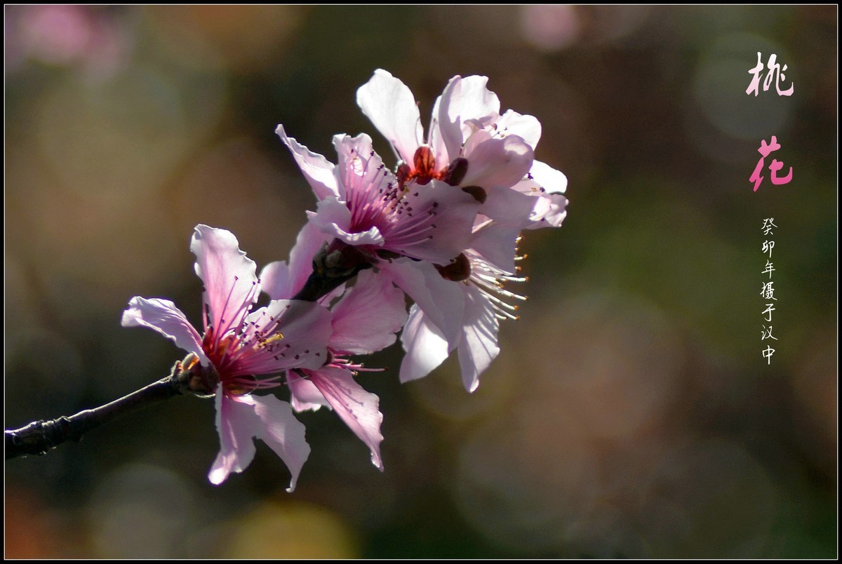 桃花朵朵开（2023145）