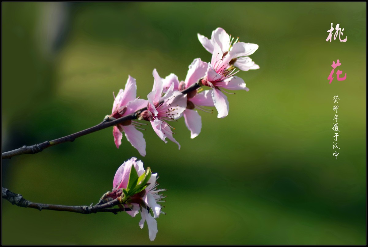桃花朵朵开（2023145）
