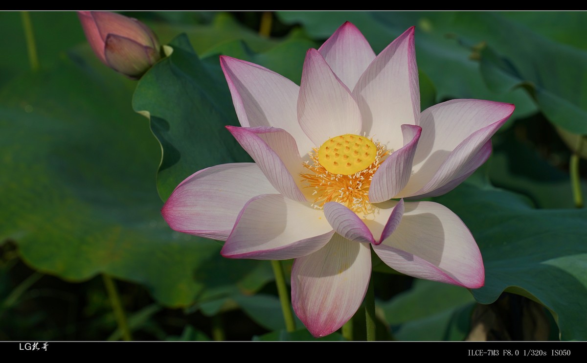 接天莲叶无穷碧，映日荷花别样红