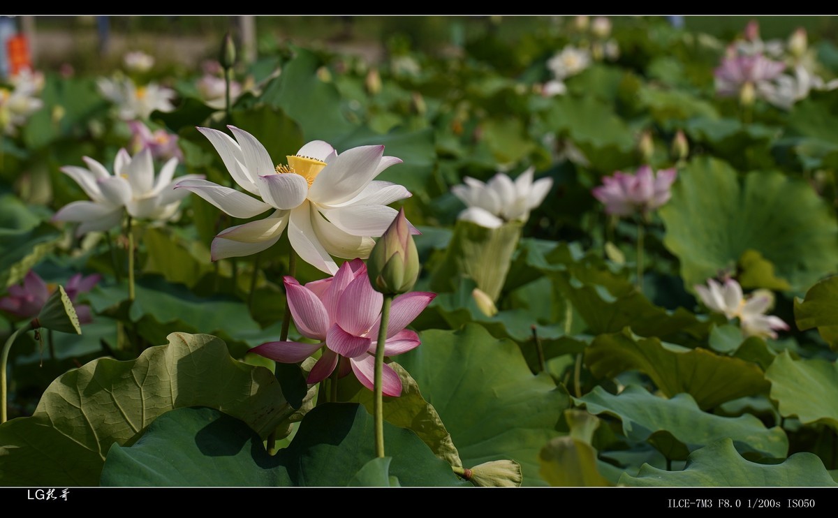 接天莲叶无穷碧，映日荷花别样红