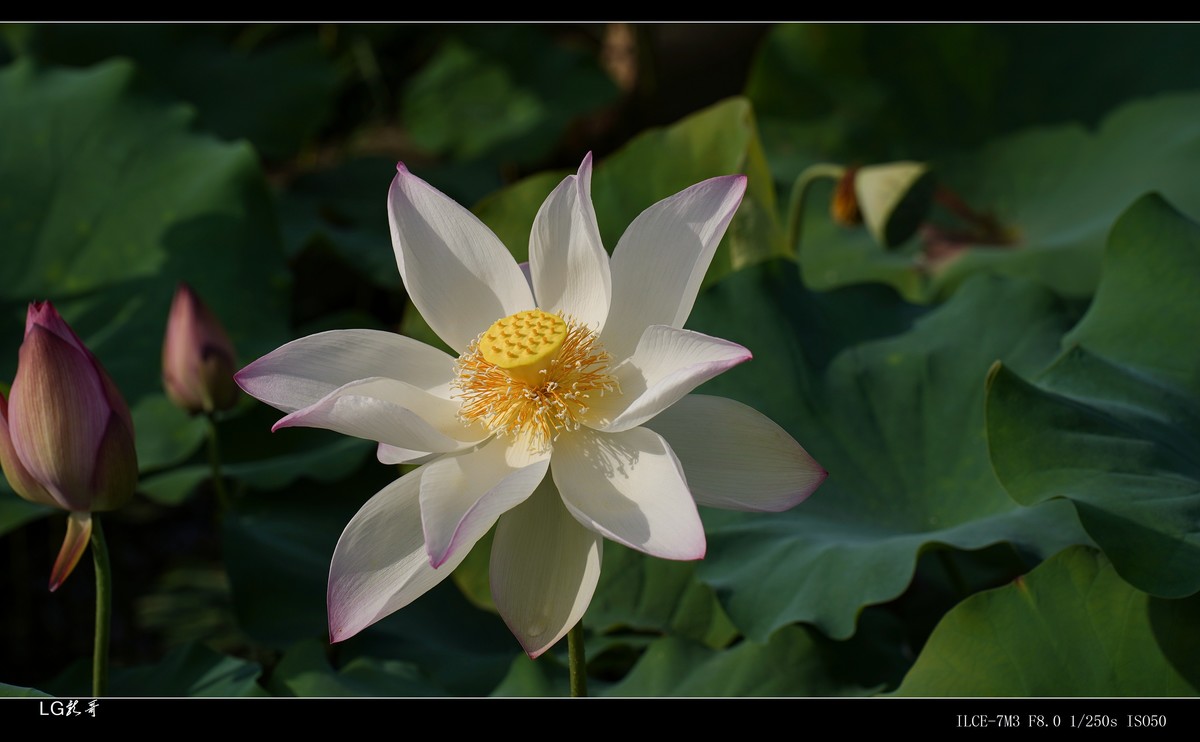 接天莲叶无穷碧，映日荷花别样红