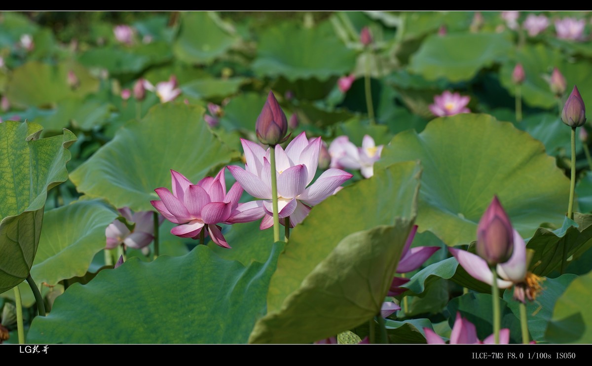接天莲叶无穷碧，映日荷花别样红