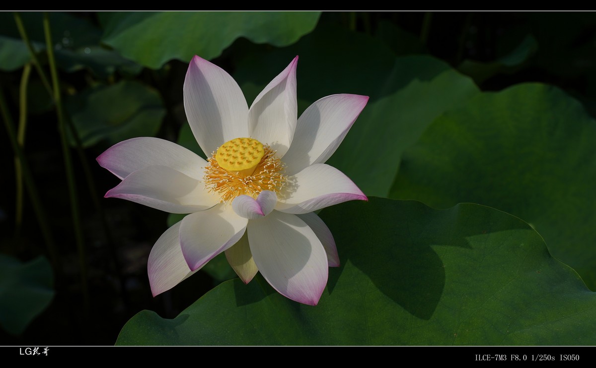 接天莲叶无穷碧，映日荷花别样红