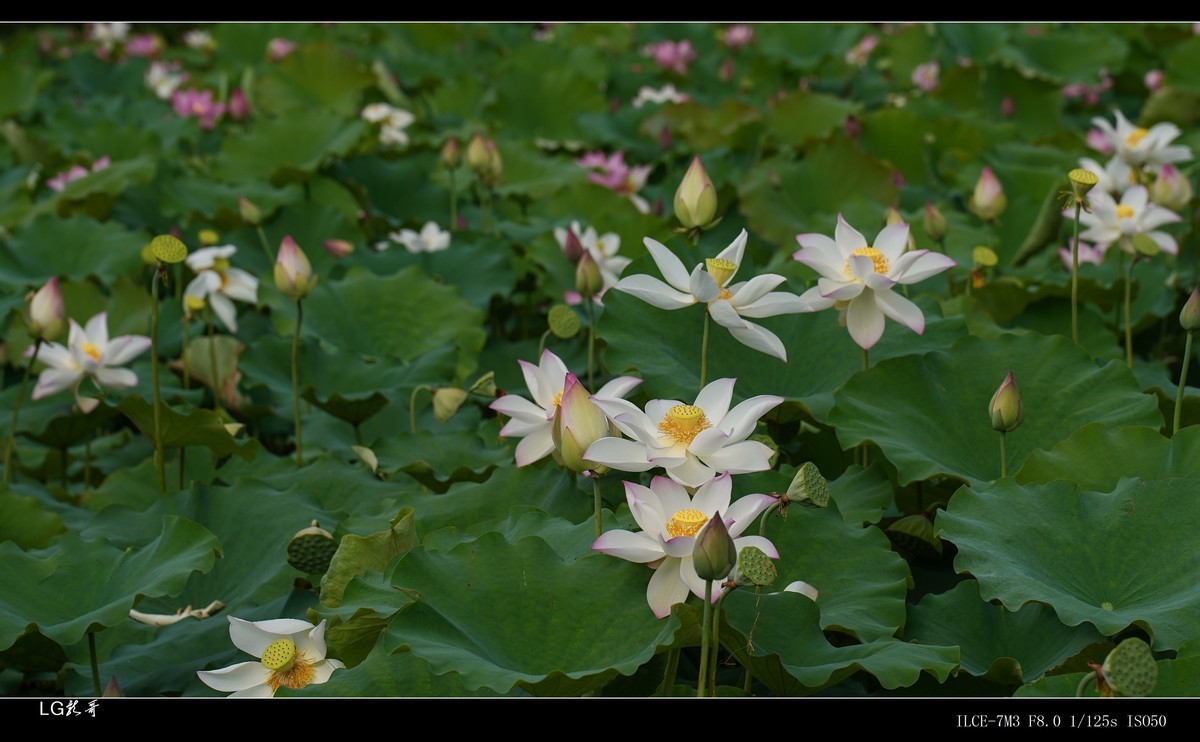 接天莲叶无穷碧，映日荷花别样红