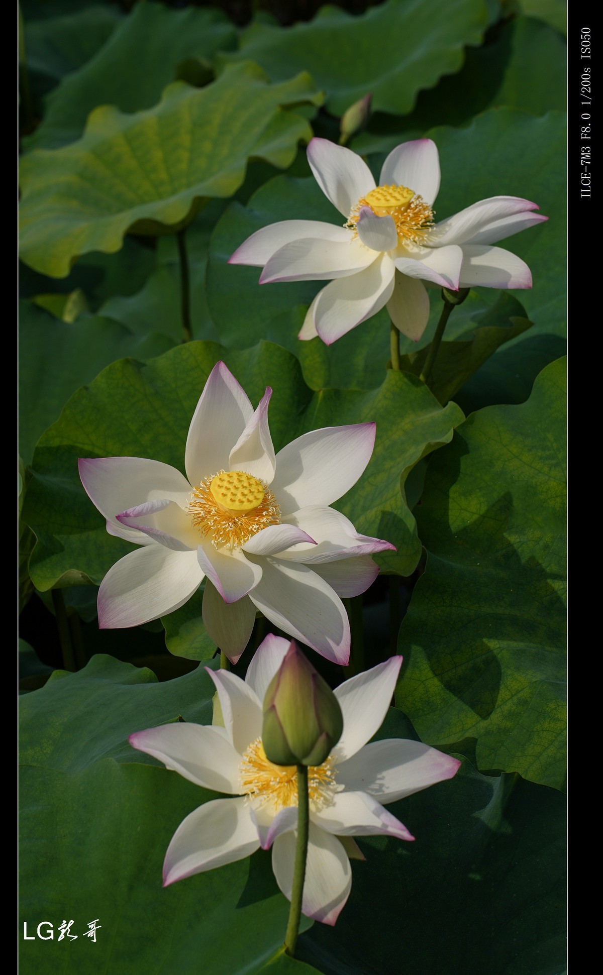 接天莲叶无穷碧，映日荷花别样红