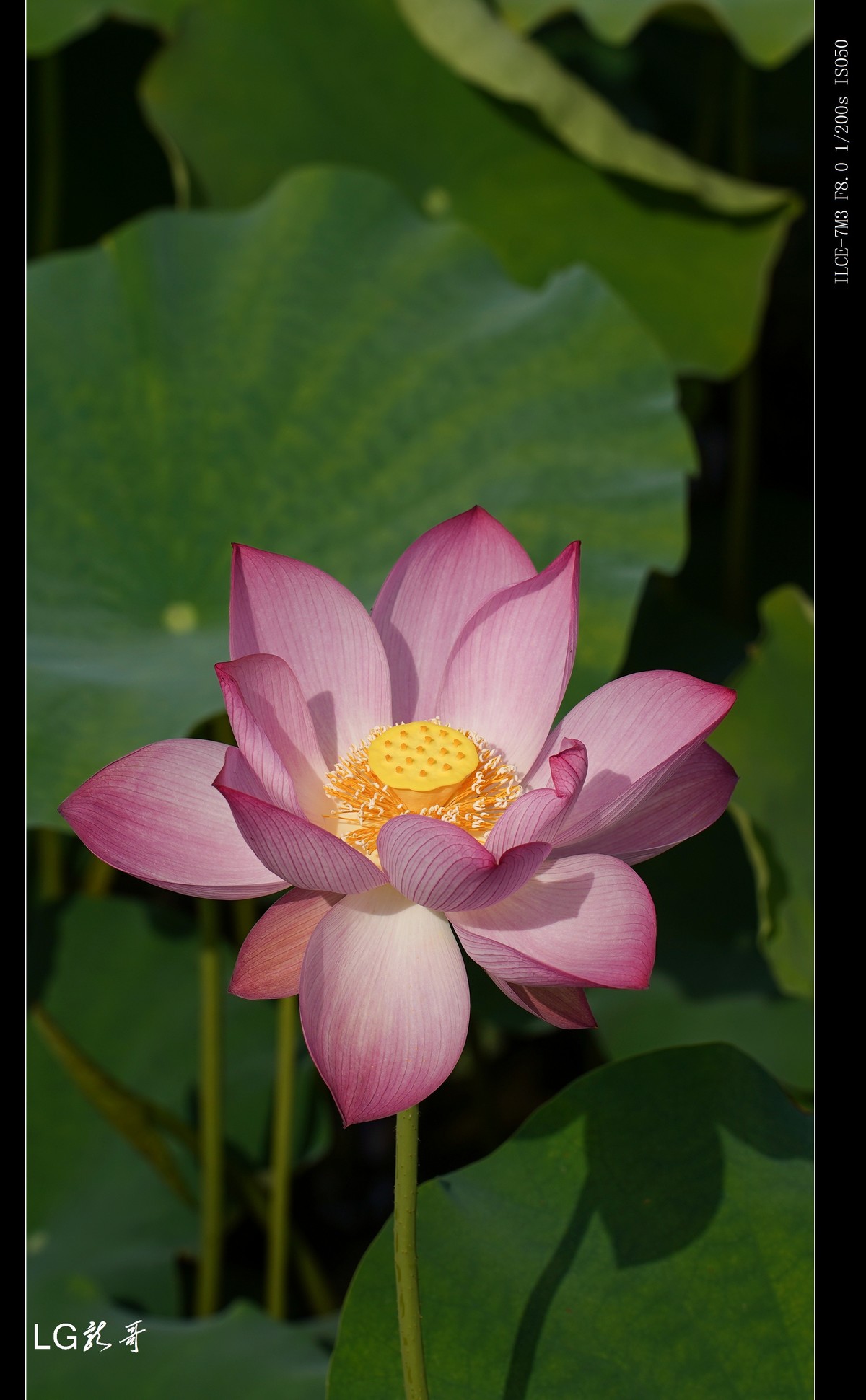 接天莲叶无穷碧，映日荷花别样红