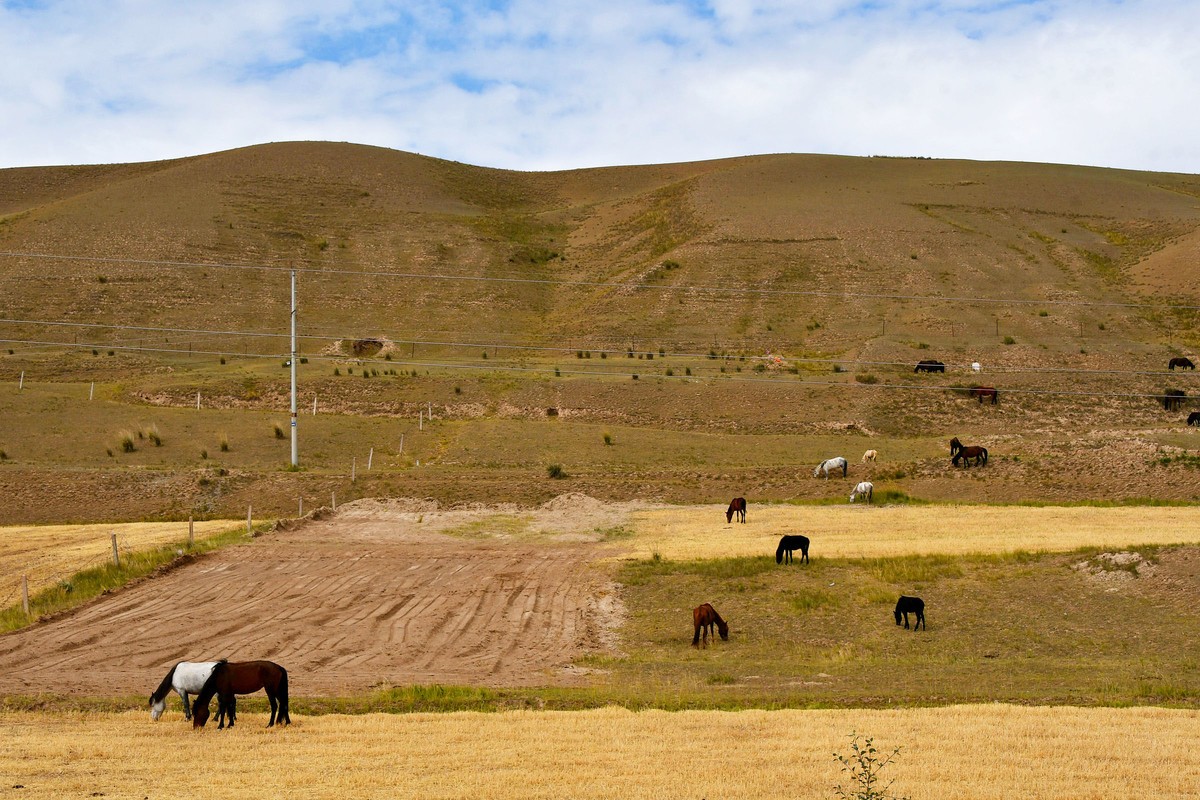 西北山丹军马一览