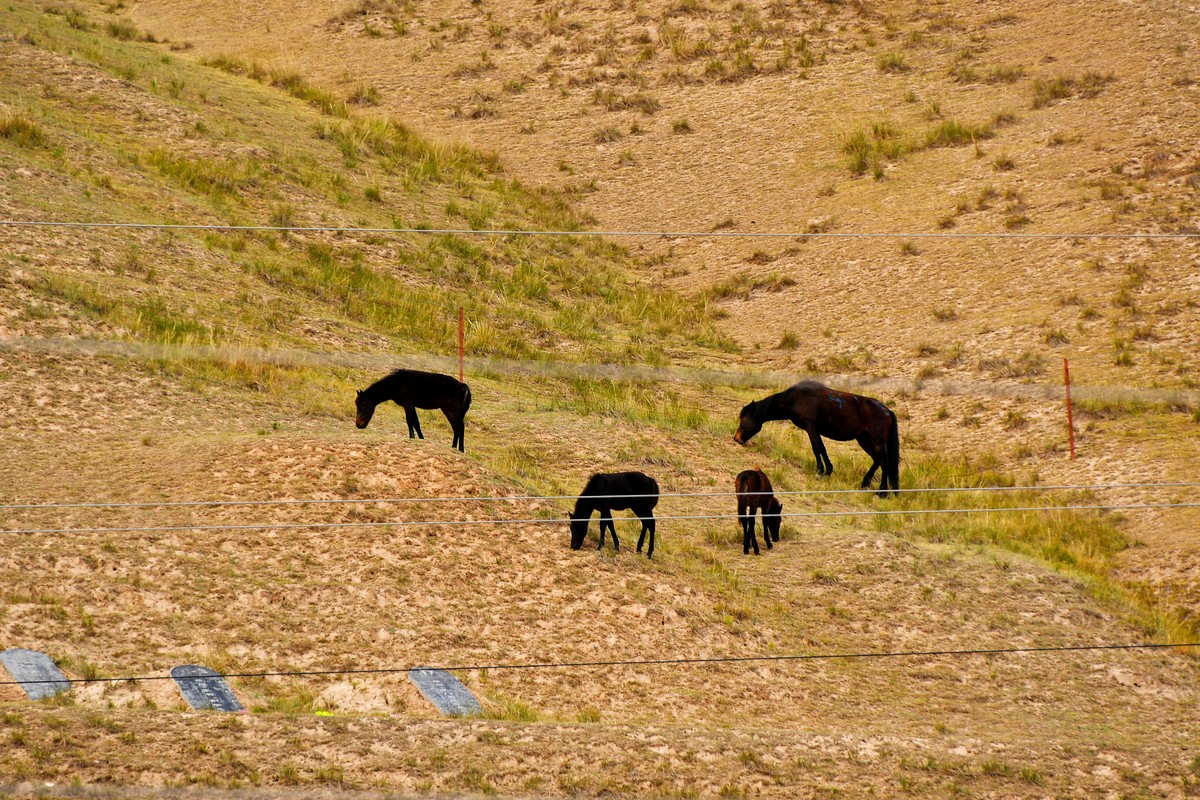 西北山丹军马一览