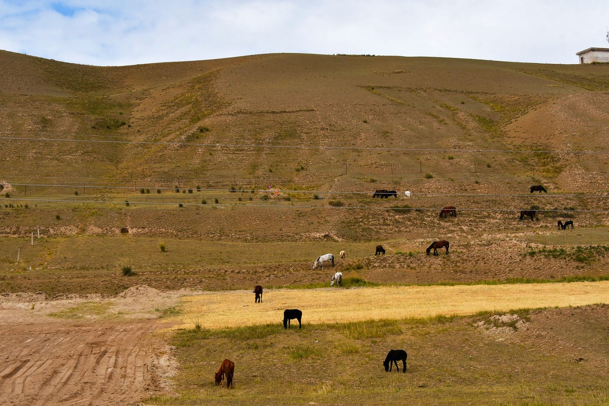 西北山丹军马一览