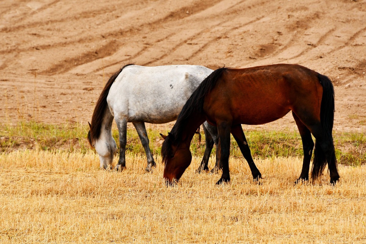西北山丹军马一览