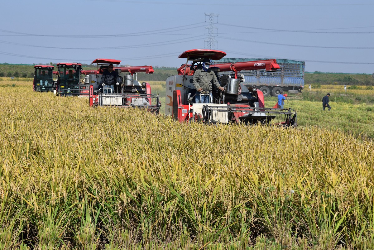 稻谷漂香 秋收正忙