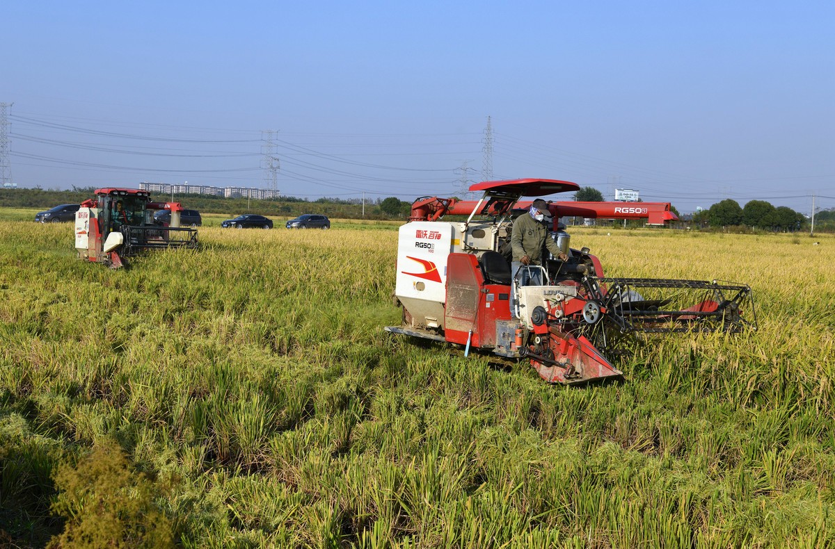稻谷漂香 秋收正忙