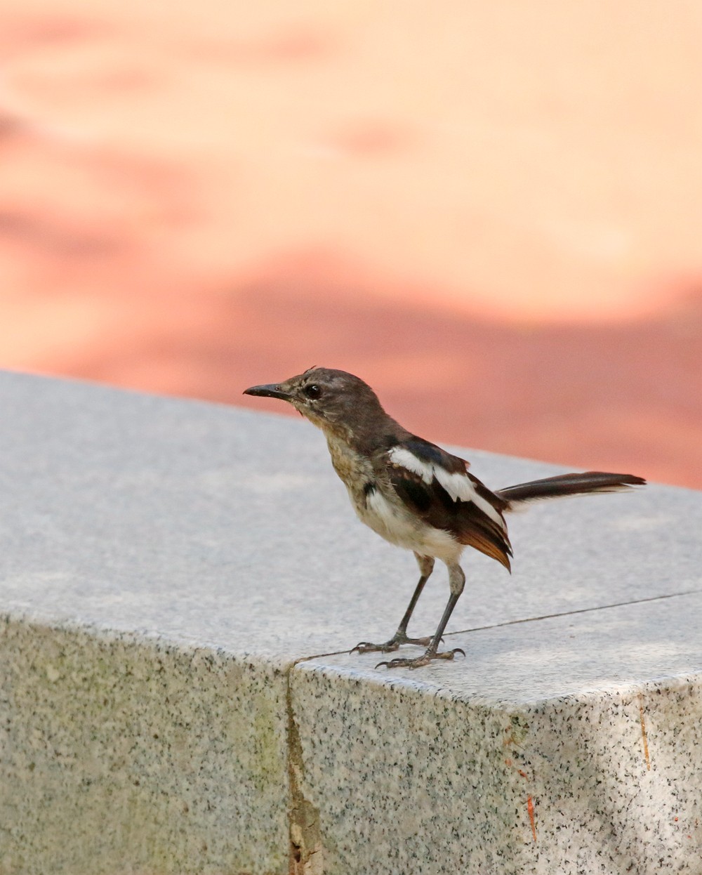 小鸟模特儿站队