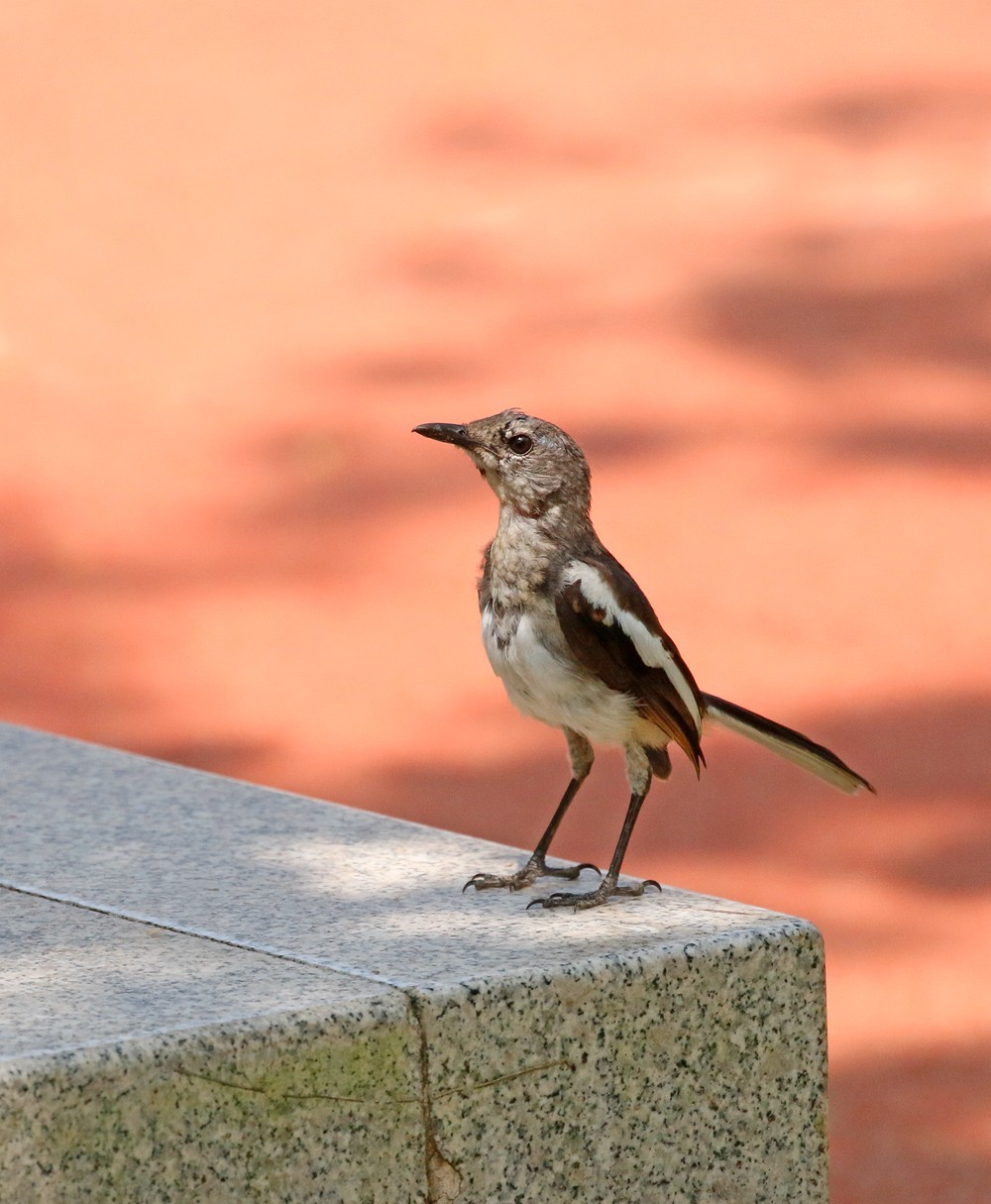 小鸟模特儿站队