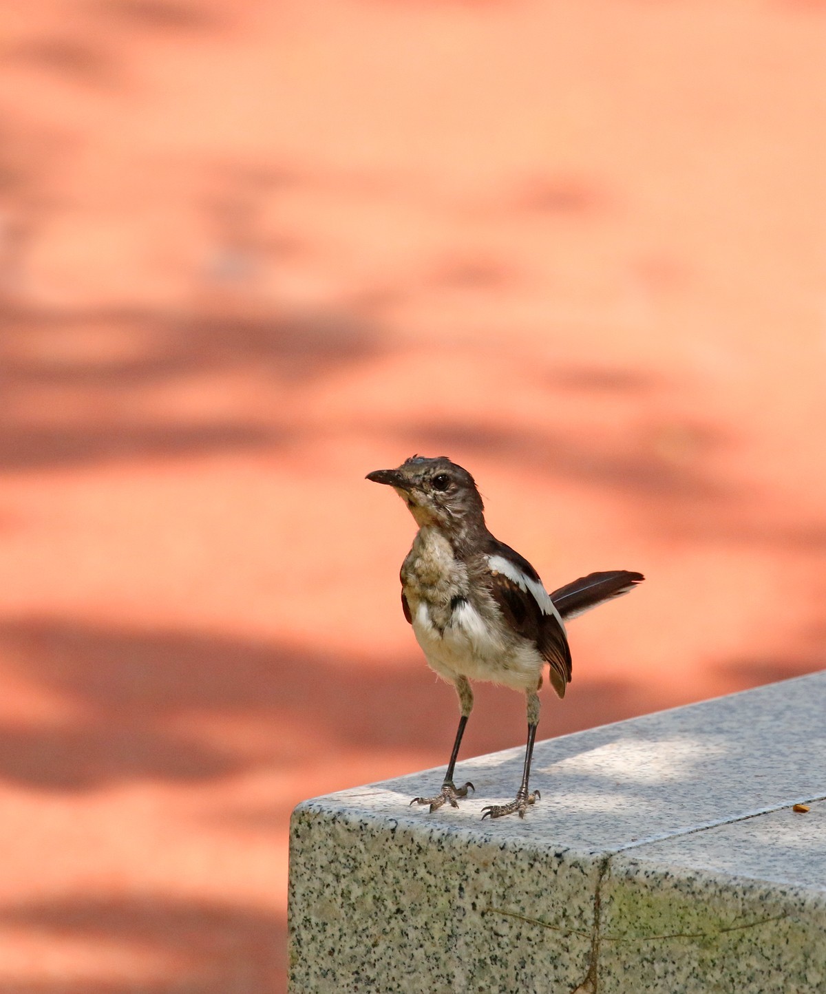 小鸟模特儿站队