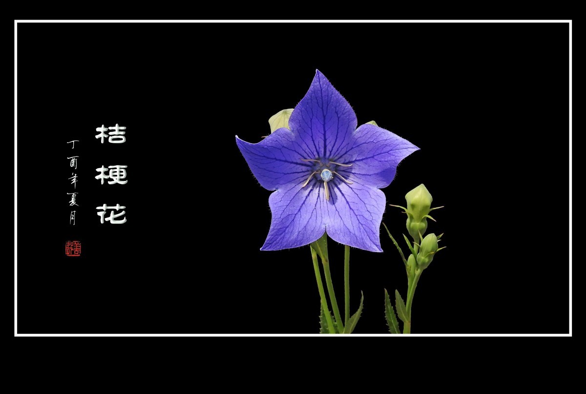 蓝色的五角星真漂亮-桔梗花