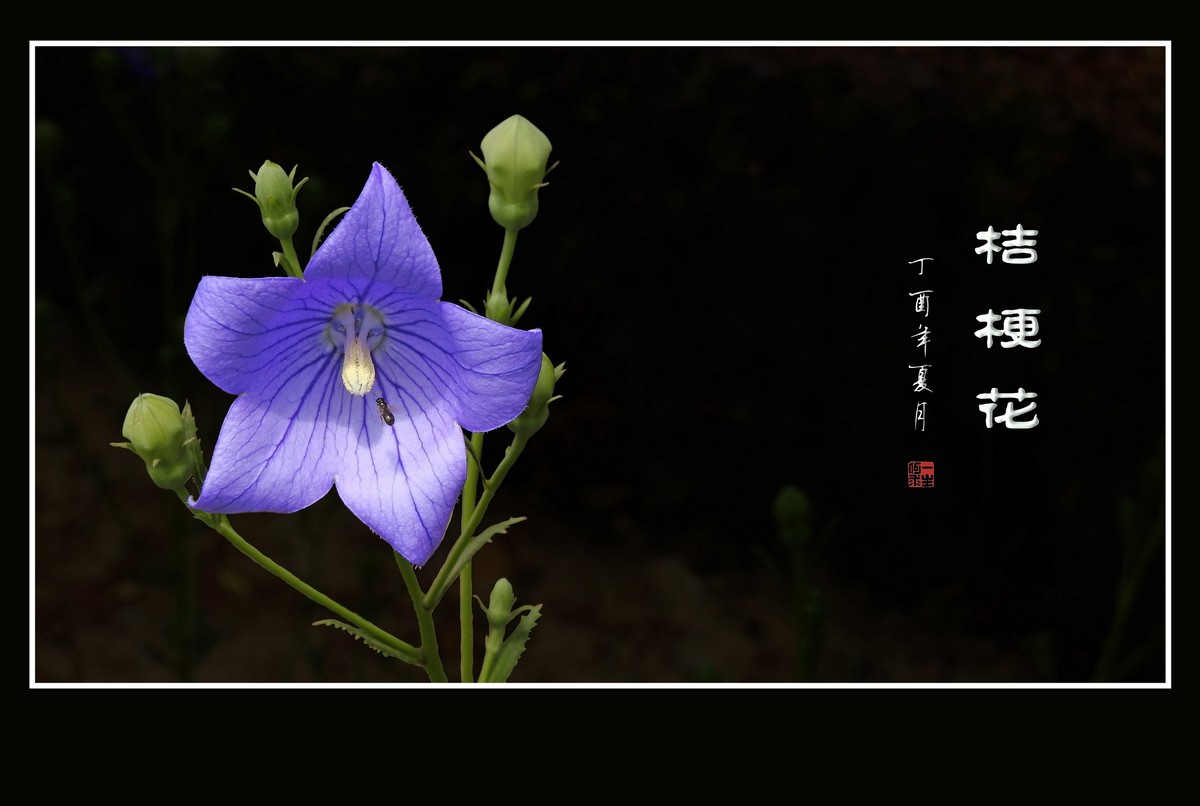 蓝色的五角星真漂亮-桔梗花