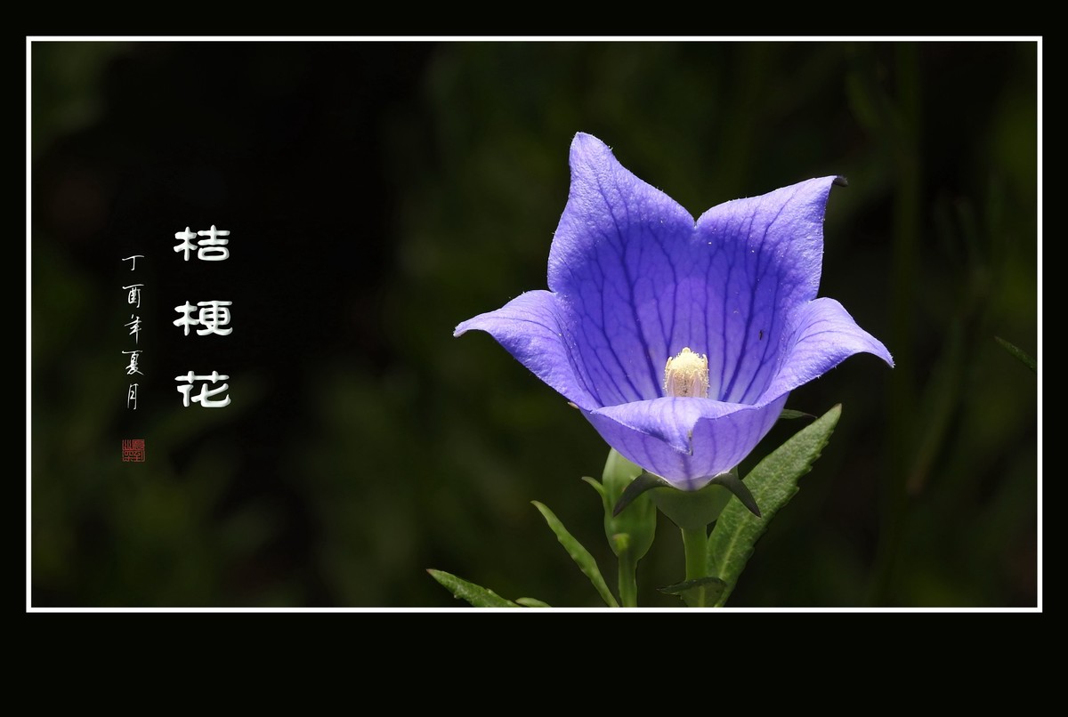 蓝色的五角星真漂亮-桔梗花