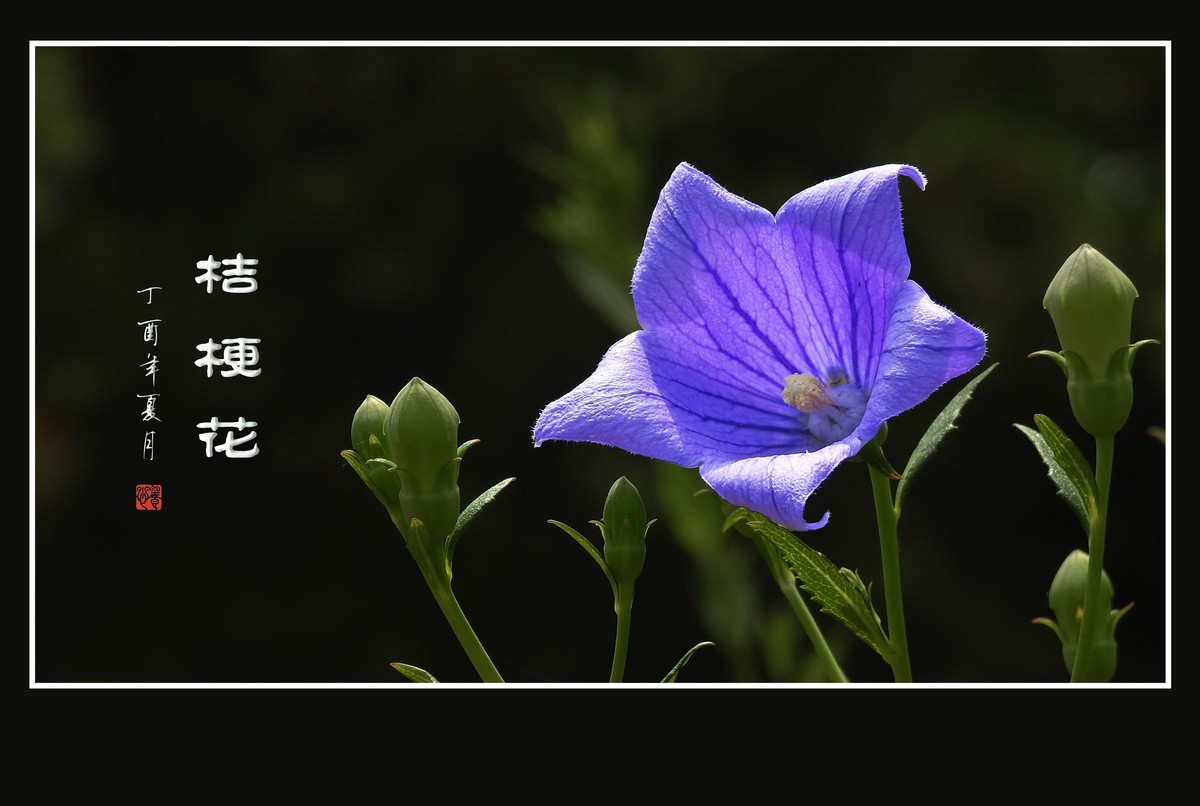 蓝色的五角星真漂亮-桔梗花