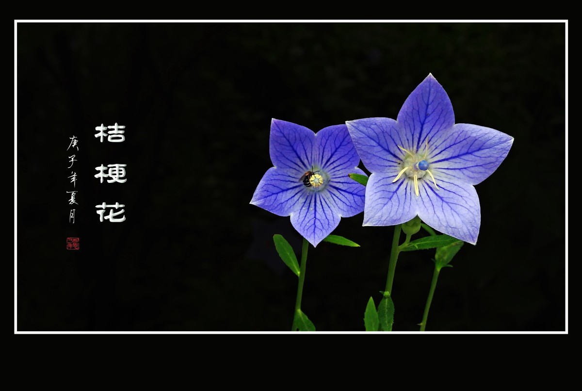 蓝色的五角星真漂亮-桔梗花