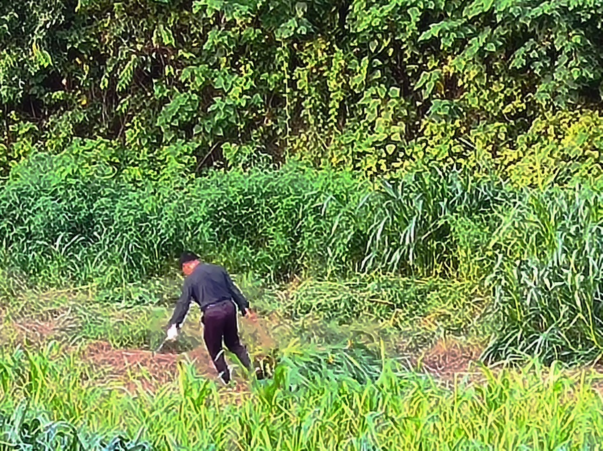 漫步星城 走街串巷（395）乡风文明   治理有效