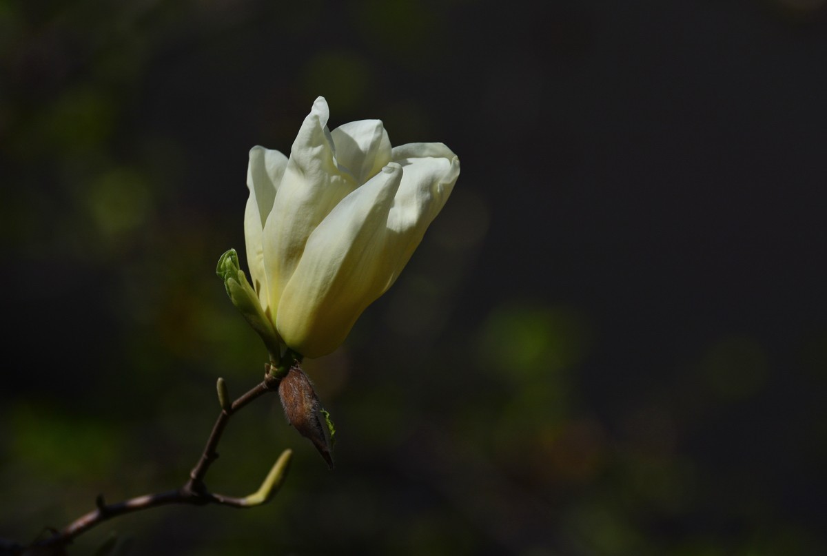 花季