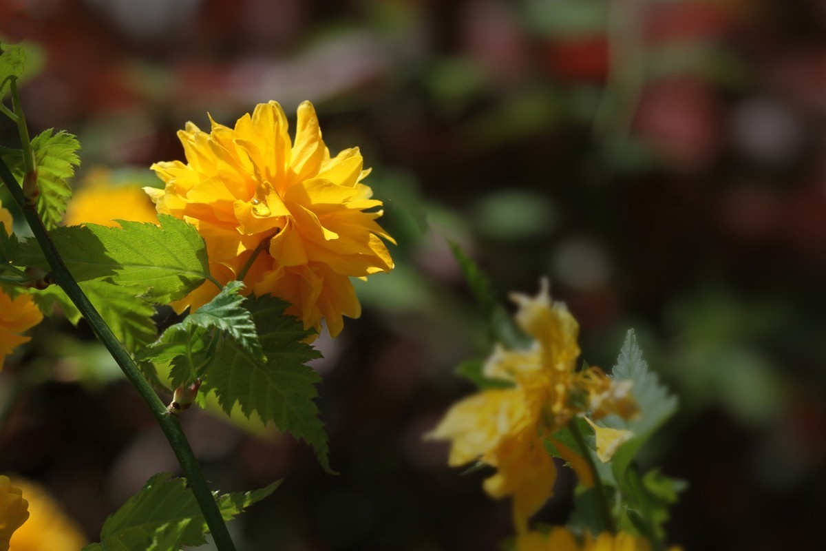 花卉-重瓣棣棠花