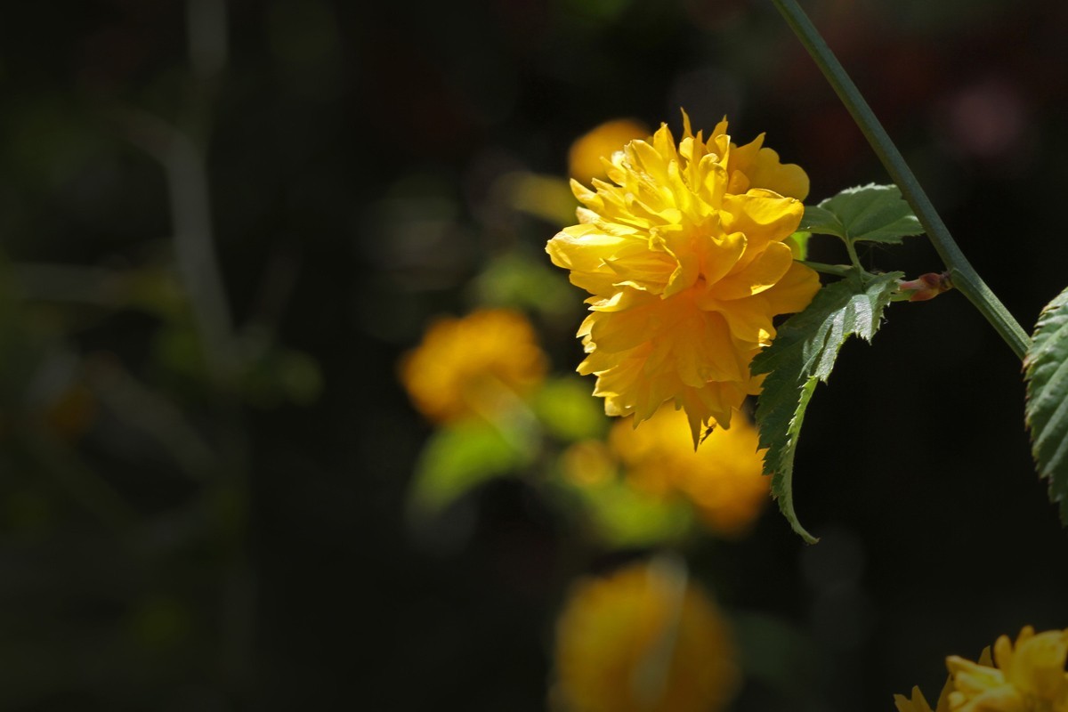 花卉-重瓣棣棠花