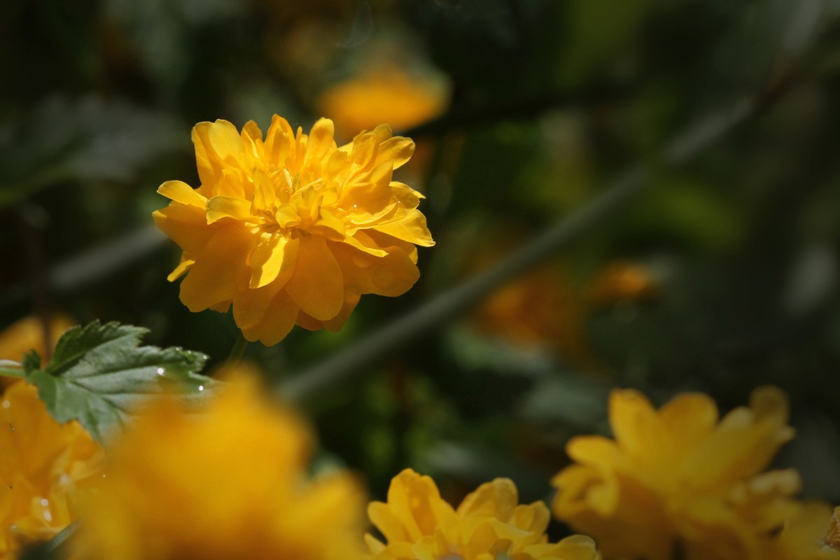 花卉-重瓣棣棠花