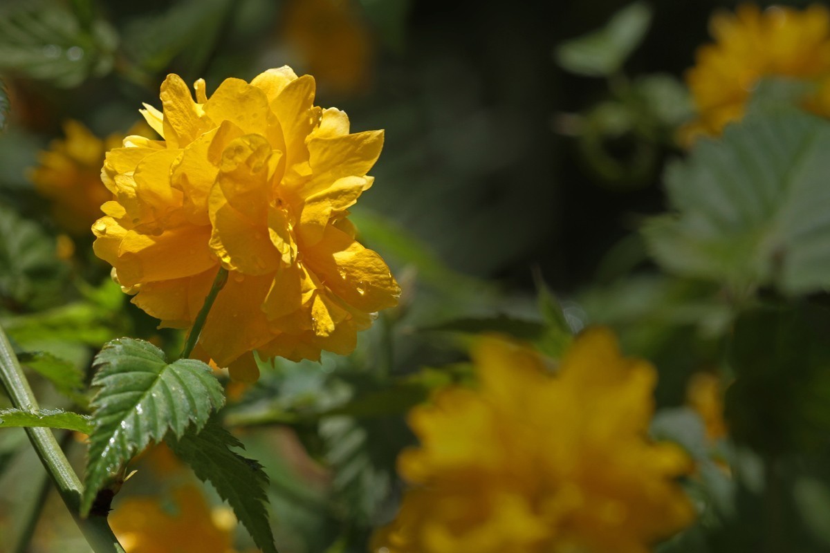 花卉-重瓣棣棠花